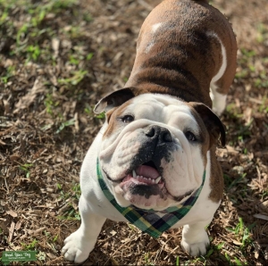 English bulldog  Listing Image