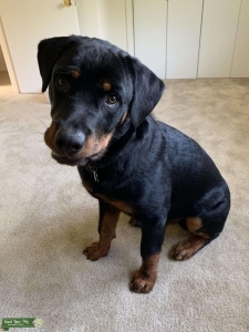 Male Rottweiler for Stud Listing Image