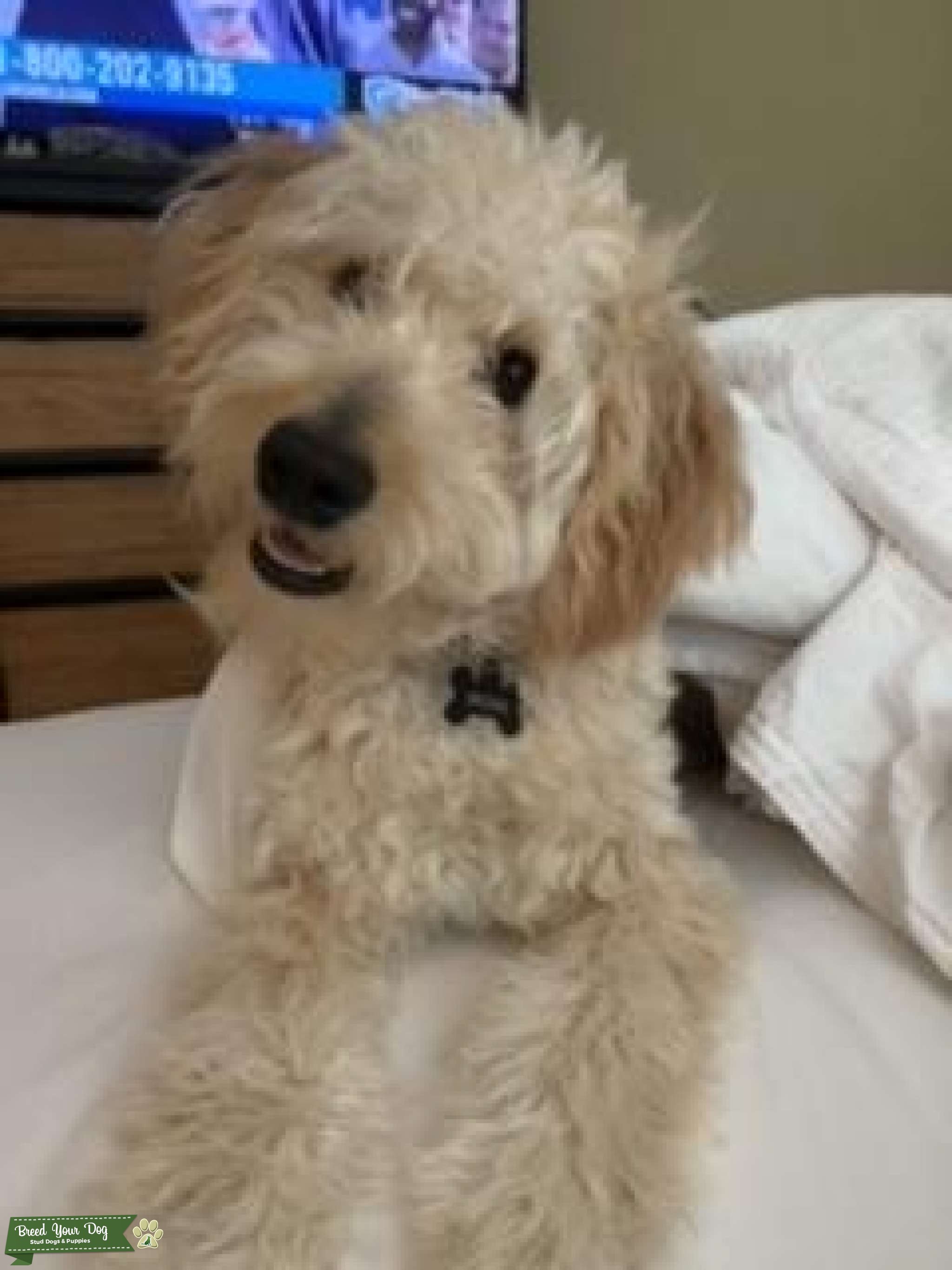 Handsome Mini Goldendoodle Stud Dog in Boca Raton, FL, the United