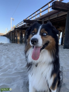 Australian Shepard seeking a partner Listing Image