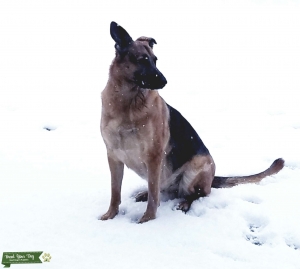 German Shepherd Dog Listing Image