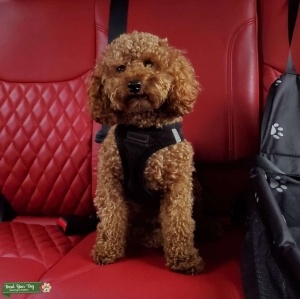 Miniature Red Poodle  Listing Image