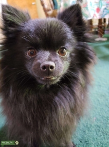 Black Pomeranian Listing Image