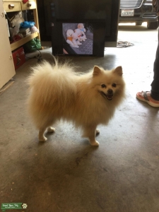 POMERANIAN STUD Listing Image