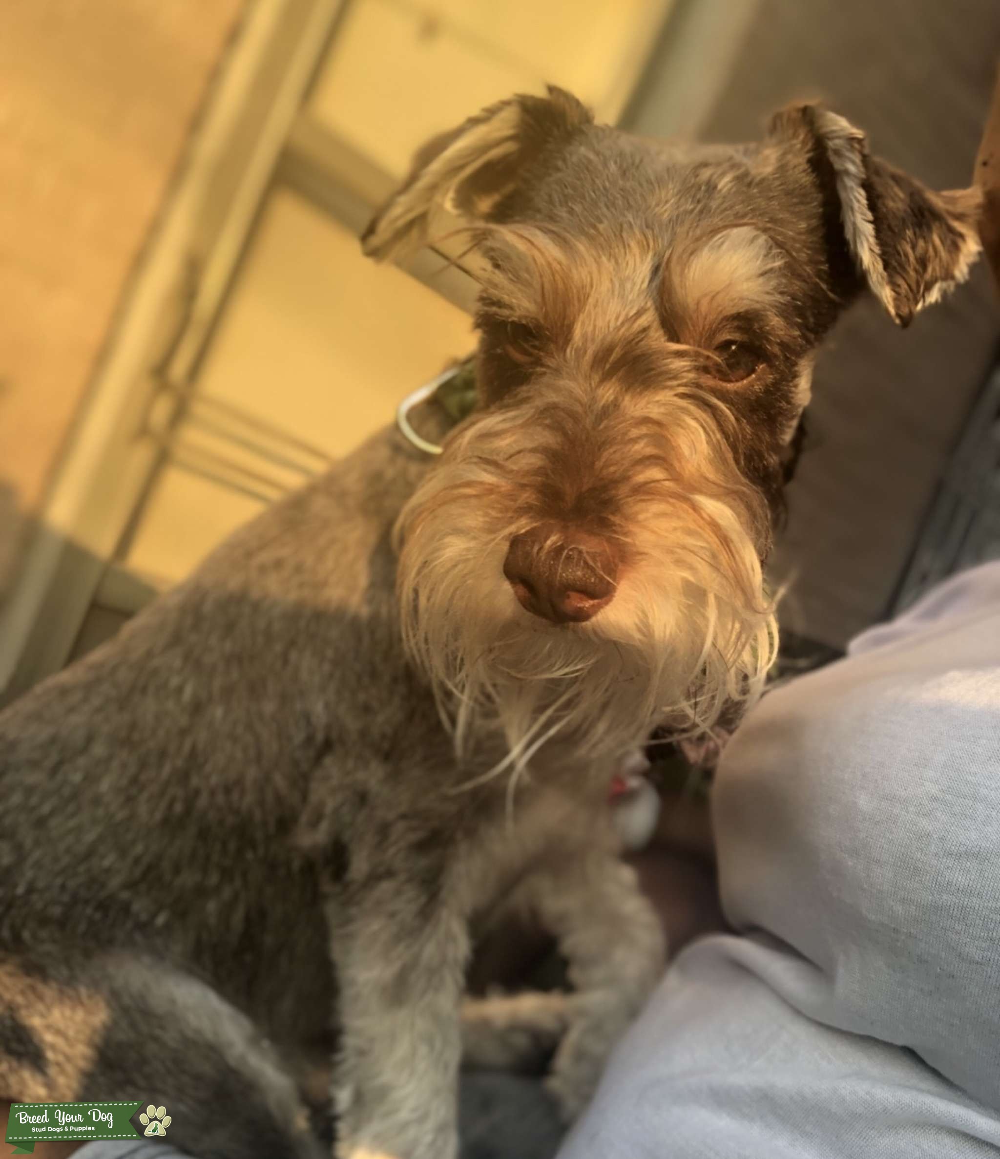 (KING BAE)Chocolate Miniature schnauzer Stud Dog Pennsylvania Breed