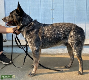 Blue Heeler Stud  Listing Image