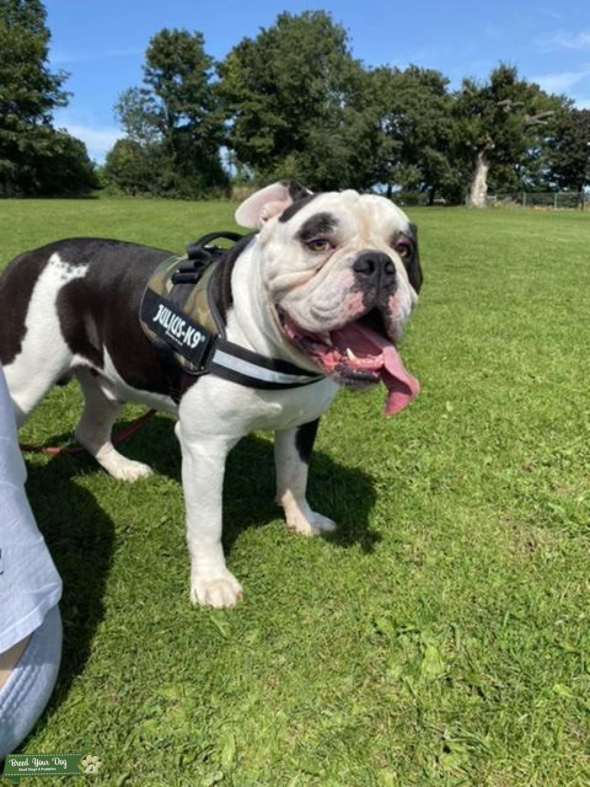 Stud Dog American bulldog Breed Your Dog