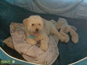 2 yr old Maltipoo  Listing Image