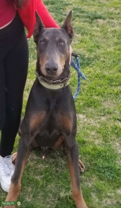 Blue Doberman Stud Listing Image