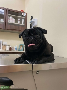 Black AKC pug for breeding Listing Image