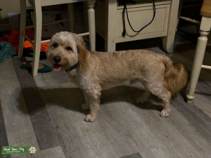 F1 Goldendoodle 30 lbs Listing Image