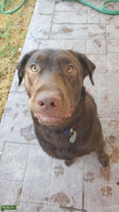 Looking to breed my chocolate lab Listing Image