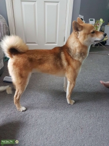 Proven KC registered Shiba inu stud Listing Image