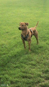 Beautiful Rhodesian ridgeback cross for stud  Listing Image