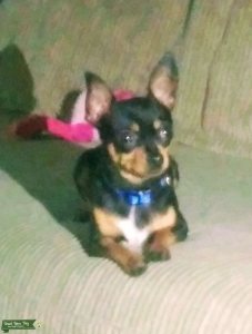 Toy Applehead Chihuahua Listing Image