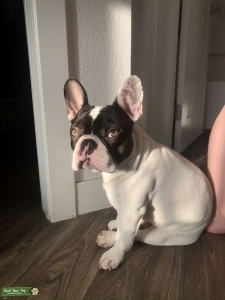 Handsome Green Eyed AKC Chocolate Pied French Bulldog Stud Listing Image