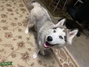 AKC registered agouti grey Husky stud Listing Image