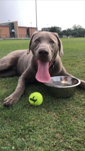 Silver Labrador Retriever  Listing Image