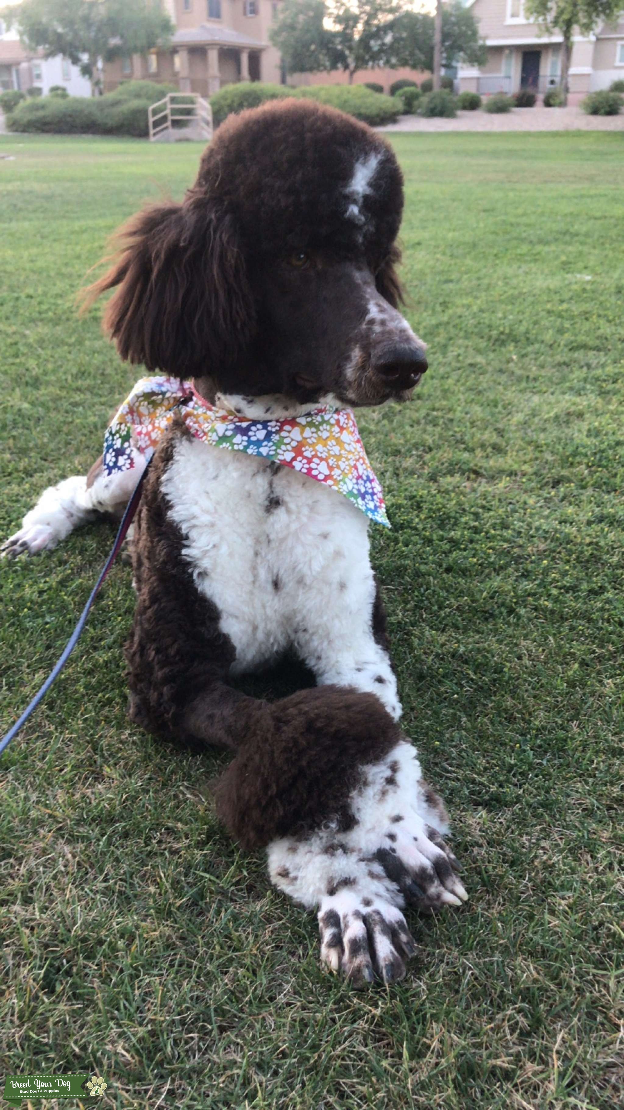 Party Standard Poodle Stud Stud Dog Arizona Breed Your Dog