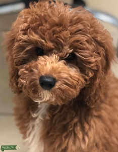 CAVAPOO Listing Image