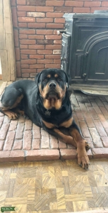 Rottweiler Stud looking for Bitch Listing Image