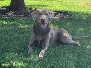 Silver Labrador Listing Image