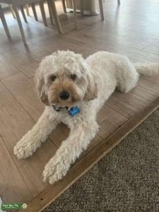 MALE CAVAPOO— looking for a female! Listing Image