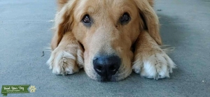 Beautiful Golden retriever male  Listing Image