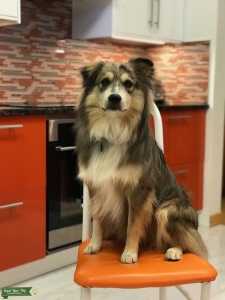 Red Merle Aussie Stud Listing Image