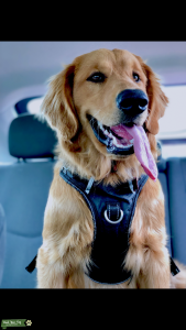 Purebred Golden Retriever  Listing Image