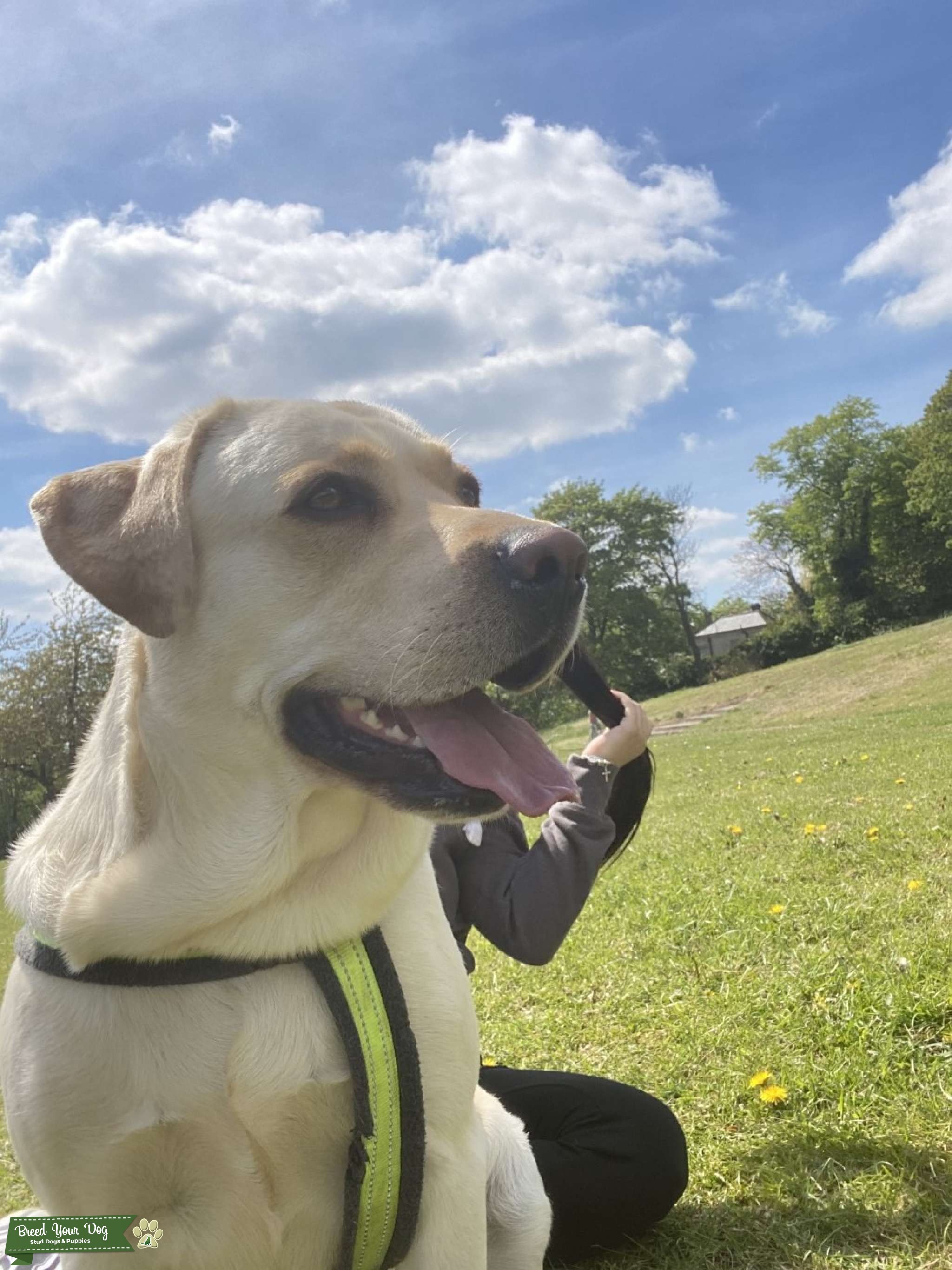 Male Golden Labrador looking for female Stud Dog in leeds, United
