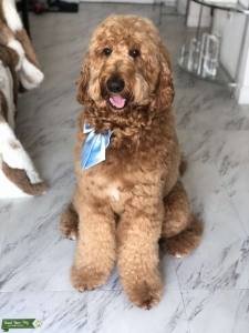 Labradoodle Stud Looking for Bitch Listing Image