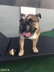 English Bulldog STUD Listing Image