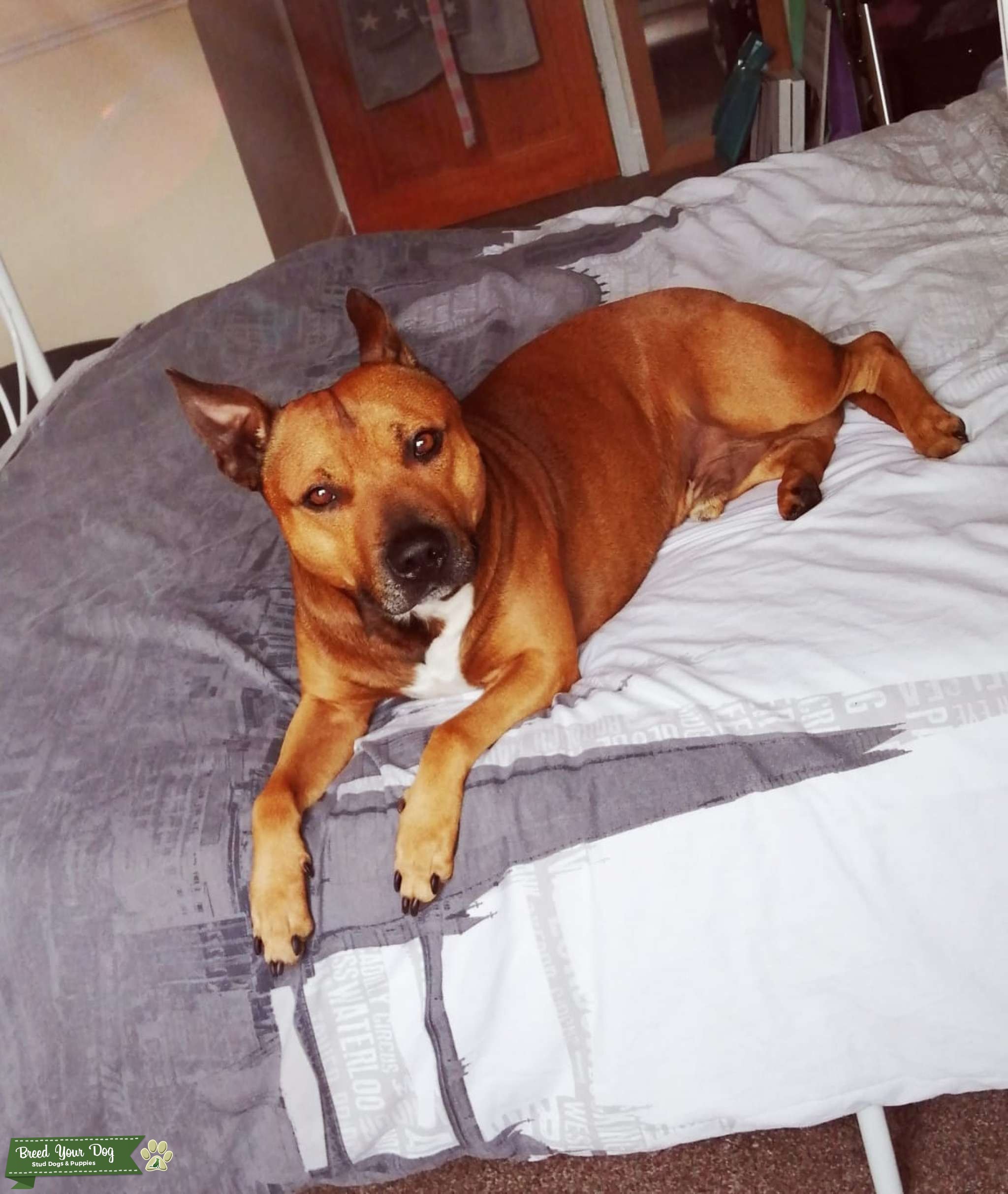 Red Staffordshire Bull Terrier For Stud Stud Dog in Surrey, the United States Breed Your Dog
