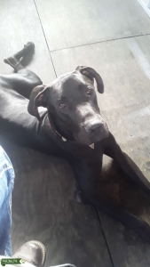 AKC Euro Black Stud Listing Image