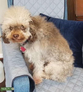 Cockapoo Listing Image