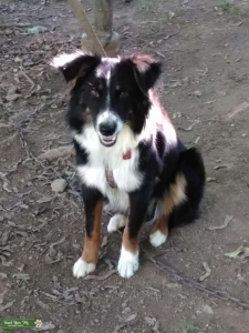 looking to breed my australian shepherd