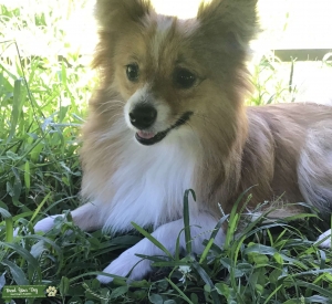 Orange and white Pomchi Listing Image