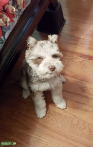 Mac is looking for a mate! Liver Merle (Brown and Gray) Mini schnauzer beautiful guy! Listing Image