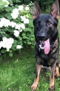 German Shepherd Stud  Listing Image