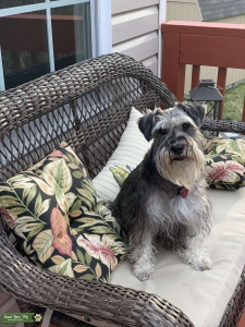 Healthy Male Miniature Schnauzer - Georgia Listing Image