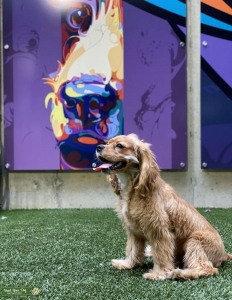 Cocker Spaniel / Caviler King Charles STUD Listing Image