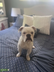 English Bulldog  Listing Image