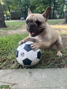 Male French Bulldog Stud Service Listing Image