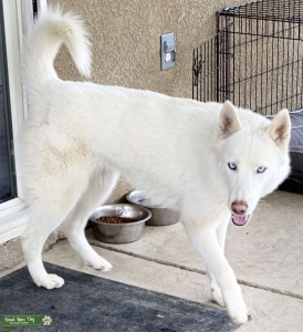 Siberian  Husky Listing Image