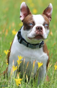 Red/white Boston Terrier Listing Image