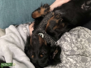 Looking to stud my dachshund  Listing Image