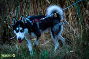 Black & White Siberian Husky Listing Image