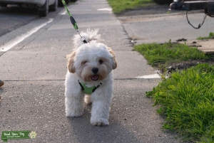 Seeking Hypoallergenic Female for puppies Listing Image
