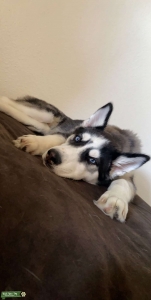 Handsome husky  Listing Image
